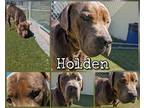Adopt Holden a Gray/Blue/Silver/Salt & Pepper American Pit Bull Terrier / Mixed