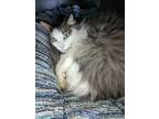 Adopt Mel a Domestic Longhair / Mixed (long coat) cat in Brainardsville