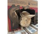 Adopt Butterscotch a American / Mixed (short coat) rabbit in POMONA