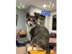 Adopt Gyro a Domestic Shorthair / Mixed (short coat) cat in POMONA