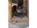 Adopt Zelda (Annex Cat) a Domestic Shorthair / Mixed (short coat) cat in POMONA