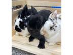 Adopt Cocoa (r) a American / Mixed (short coat) rabbit in POMONA, NY (41088360)