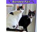 Adopt Sir Milton a White Domestic Shorthair / Domestic Shorthair / Mixed cat in