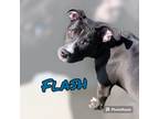 Adopt FLASH a Labrador Retriever / Mixed dog in Moberly, MO (41081166)