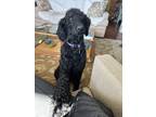 Adopt Mia a Black Poodle (Standard) / Mixed dog in Ogden, UT (41096581)