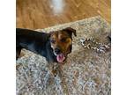 Adopt Cindy GCH a Shepherd (Unknown Type) / Mixed dog in Rockaway, NJ (40493203)