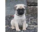 Pug Puppy for sale in Mount Solon, VA, USA