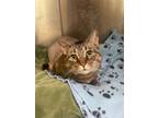 Adopt Mary a Domestic Shorthair / Mixed cat in Tenafly, NJ (40919242)