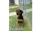Adopt Pasqualli a Black - with Tan, Yellow or Fawn Doberman Pinscher / Mixed dog