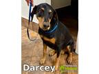 Adopt Darcey a Black - with Tan, Yellow or Fawn Doberman Pinscher / Mixed dog in