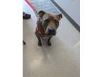 Adopt TILLY a Staffordshire Bull Terrier / Mixed dog in Lindsay, CA (41096380)