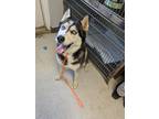 Adopt AQUA a Husky / Mixed dog in Lindsay, CA (41088039)