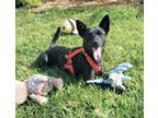 Adopt Marcus a Black Basenji / Terrier (Unknown Type, Medium) dog in Orlando