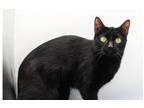 Adopt Jet (Larry II) a All Black Domestic Shorthair / Mixed cat in Muskegon
