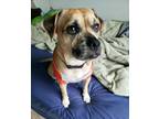 Adopt Pugsley Addams a Tan/Yellow/Fawn Pug / Beagle dog in Richardson