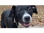 Adopt Pokey a Black - with White Labrador Retriever / Cattle Dog dog in Jemison