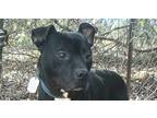 Adopt Jack a Black Pit Bull Terrier dog in Jemison, AL (40899334)