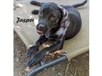 Adopt Jasper D a Black Boxer / Labrador Retriever dog in Mission, TX (39665744)