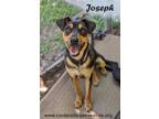 Adopt Joseph a Black - with Brown, Red, Golden, Orange or Chestnut Doberman