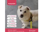 Adopt Coconut(D) a White Jindo / Shiba Inu / Mixed dog in Port Coquitlam