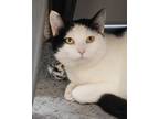 Adopt Bonnie a Domestic Shorthair / Mixed cat in Novato, CA (41042198)