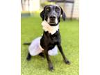 Adopt Vanessa a Black Labrador Retriever / Mixed Breed (Medium) / Mixed (short