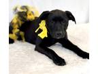 Adopt Bella a Black American Staffordshire Terrier / Mixed Breed (Medium) /