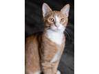 Adopt Fire a Orange or Red (Mostly) Domestic Shorthair (short coat) cat in North