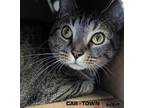 Adopt Duke a Domestic Shorthair / Mixed cat in Lexington, KY (41085601)