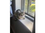 Adopt Ruby a Brown Tabby Domestic Shorthair (short coat) cat in North Richland