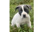Adopt Spot a White - with Gray or Silver Labrador Retriever / Mixed dog in