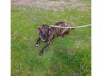 Adopt Opal a Brindle Boxer / Mixed dog in Edmonds, WA (41095855)