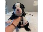 Boston Terrier Puppy for sale in Winston Salem, NC, USA