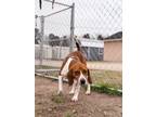 Adopt Howie a Tricolor (Tan/Brown & Black & White) Hound (Unknown Type) / Mixed