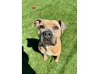 Adopt Lucy a Tan/Yellow/Fawn American Pit Bull Terrier / Mixed dog in Albemarle