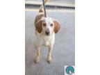 Adopt Polo a White - with Tan, Yellow or Fawn Hound (Unknown Type) / Mixed dog