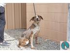 Adopt Dandy a Merle Catahoula Leopard Dog / Mixed dog in Walterboro