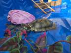 Adopt Shelldon a Turtle - Water reptile, amphibian, and/or fish in San Diego