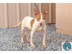 Adopt Lucas a White - with Tan, Yellow or Fawn Terrier (Unknown Type