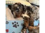 Mutt Puppy for sale in Camas, WA, USA