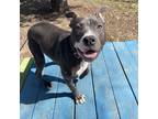 Adopt Jan a Gray/Blue/Silver/Salt & Pepper Mixed Breed (Large) / Mixed dog in