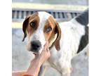 Adopt Toast a Tricolor (Tan/Brown & Black & White) Hound (Unknown Type) / Mixed