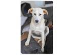 Adopt Goldie a White - with Tan, Yellow or Fawn German Shepherd Dog / Labrador