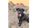 Adopt Jager a Black Retriever (Unknown Type) / Mixed dog in Walterboro