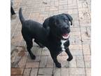 Adopt Pepper a Black Labrador Retriever / Mixed Breed (Medium) / Mixed (short