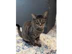 Adopt Holly a Gray, Blue or Silver Tabby Domestic Shorthair cat in St.