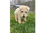 Adopt Boost a Tan/Yellow/Fawn Miniature Schnauzer / Mixed dog in Wake Forest