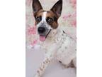 Adopt Daniel Daly a Tricolor (Tan/Brown & Black & White) Cattle Dog / Mixed dog