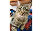 Adopt Maynard a Gray or Blue American Shorthair (short coat) cat in Pagosa