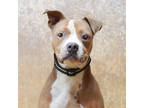 Adopt Kakashi a Tan/Yellow/Fawn American Pit Bull Terrier / Mixed dog in Lihue